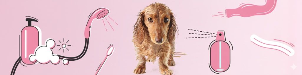 Jak często kąpać psa w zależności od potrzeb, rodzaju sierści, rasy