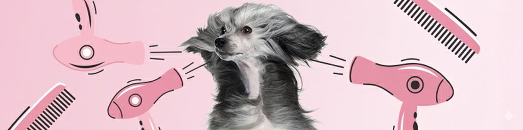 Jaką suszarkę groomerską wybrać do salonu pielęgnacji zwierząt