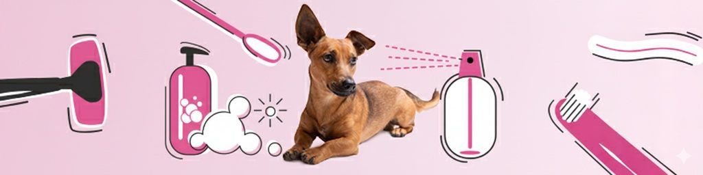 Blog - Zabiegi pielęgnacyjne u groomera – jak wyglądają i jak zmniejszyć stres psa