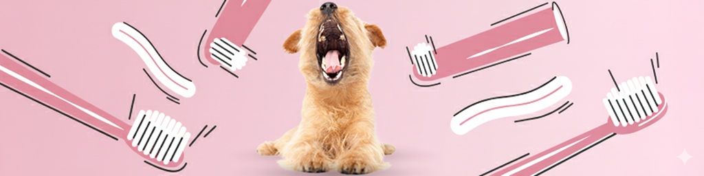 Blog - Zadbaj o higienę pyska swojego psa