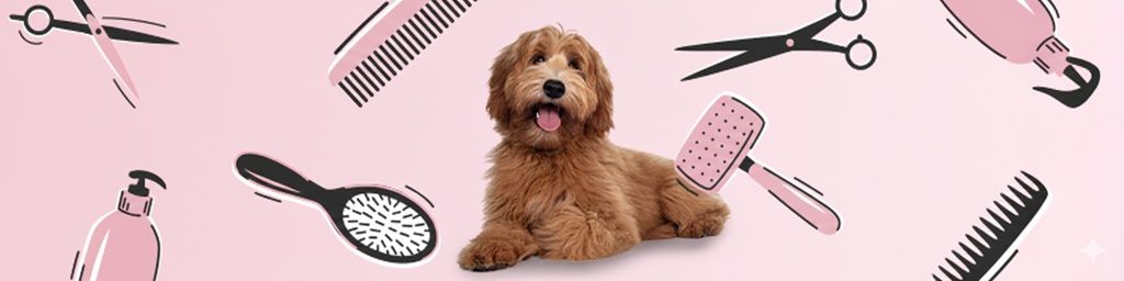 Łupież u psa – przyczyny, leczenie i zapobieganie