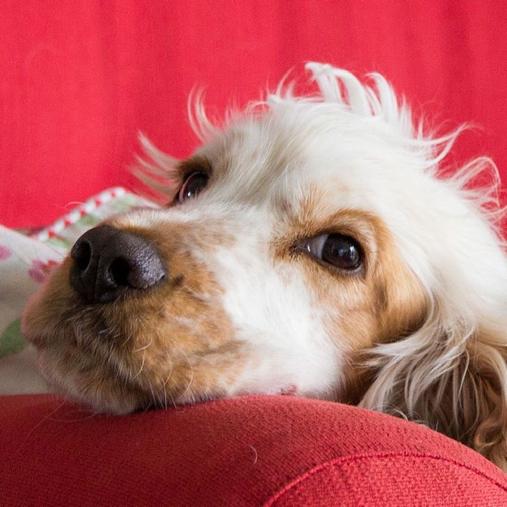 Jak poradzić sobie z alergiami skórnymi i ubytkami w sierści u psa