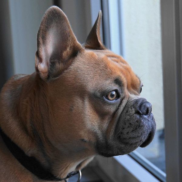 Łupież u psa przyczyny