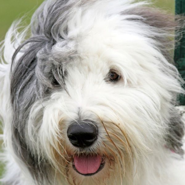 Nadmierne wypadanie sierści psa – najczęstsze przyczyny