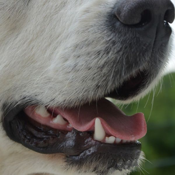 Kamień nazębny u psów