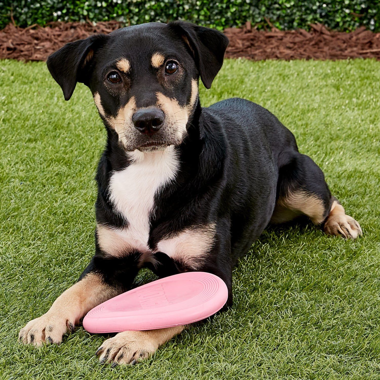 Kong puppy flyer store