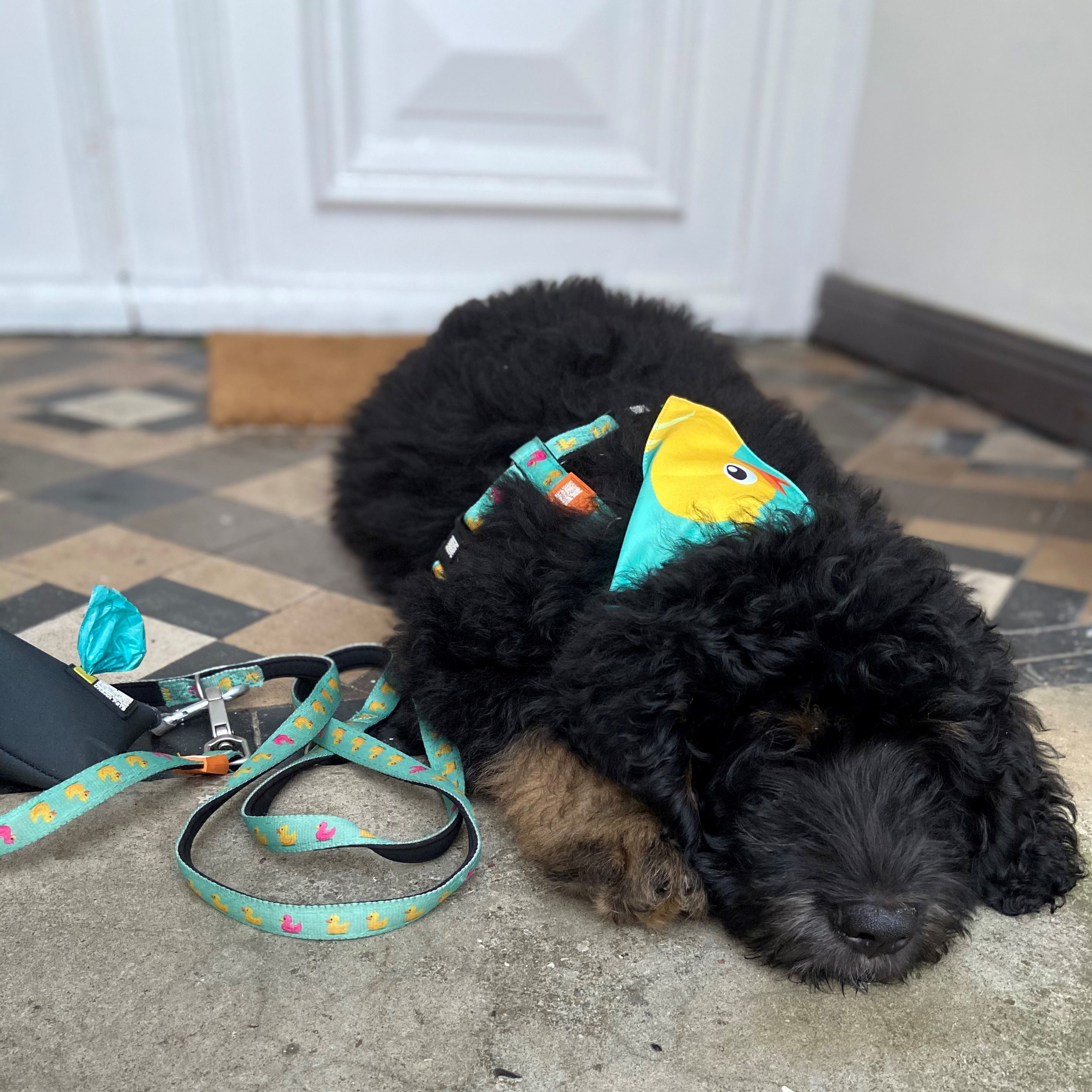 Max & Molly 4894512020429 Ducklings hondenharnas comfortabel geurneutraal neopreen verliesbeschermingsprogramma voor huisdieren extra goed hondenhart, S, 110 g Max & Molly 4894512020429 Ducklings hondenharnas comfortabel geurneutraal neopreen verliesbeschermingsprogramma voor huisdieren extra goed hondenhart, S, 110 g