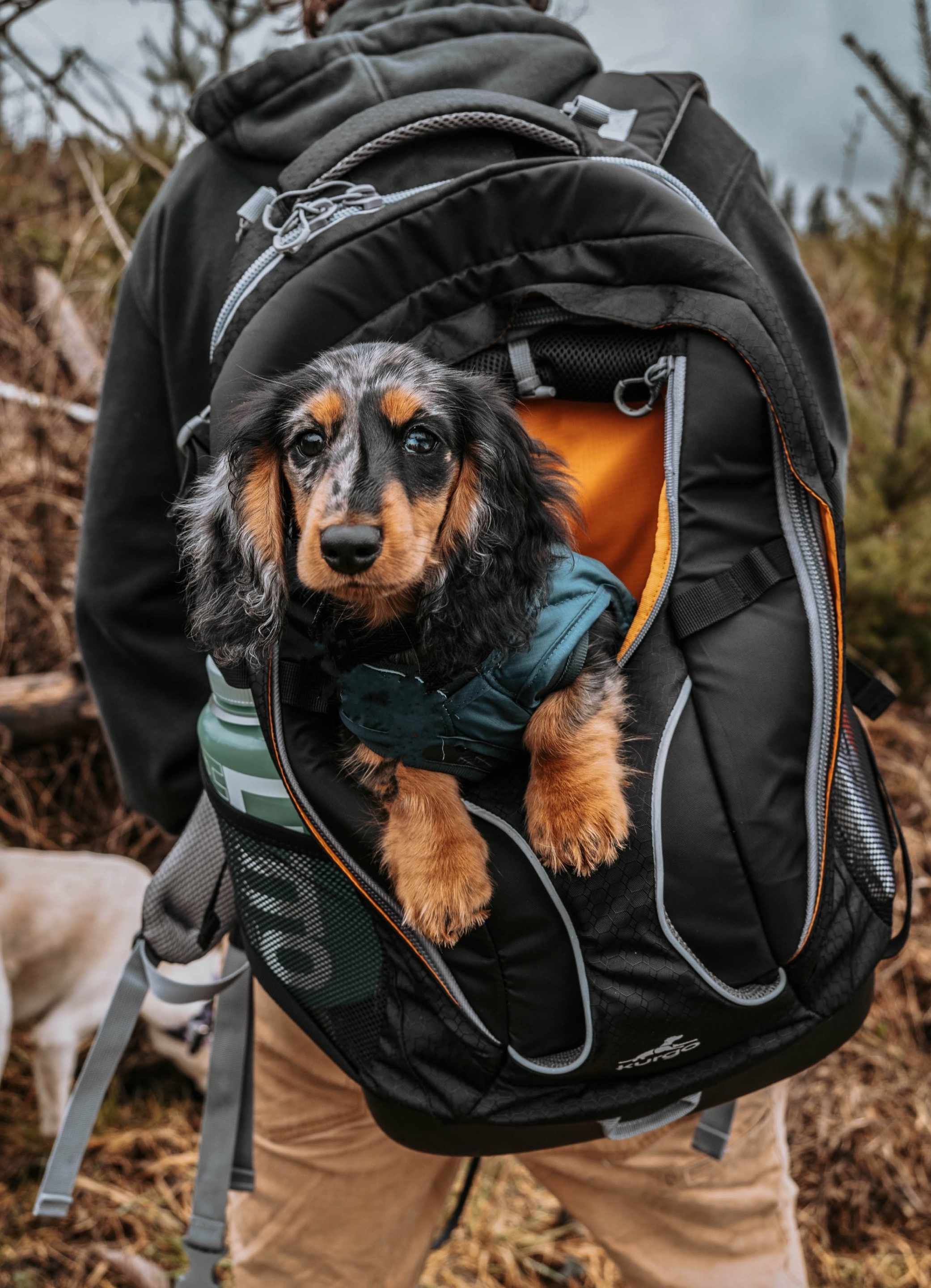 Kurgo G-Train K9 Pack - Backpack for Dogs & Cats, Black