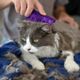 KONG Cat ZoomGroom - miękka, gumowa szczotka dla kota, do masażu i wyczesywania martwego włosa