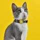 Dashi La Casa De Papel Golden Cat Collar - obroża dla kota, motyw z serialu Dom z Papieru, czarna