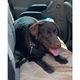 Show Tech Car Safety Belt 46-73cm - pasy dla psa do samochodu