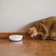 PetSafe Laser Tail Automatic Laser Light - interaktywny laser dla kota, z funkcją przemieszczania się