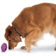 PetSafe Busy Buddy Twist'n Treat - gryzak na przysmaki dla psa, ufo