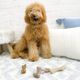 Nylabone Gourmet Strong Chew Toy Bundle Bacon & Chicken - zestaw gryzaków dla małego psa, aromat bekonu i kurczaka, 2szt.