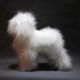 Mr. Jiang Teddy Model Dog - manekin psa do nauki strzyżenia, bez futra