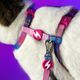 Dashi Lumix Haze Cat Harness + Leash - szelki i smycz dla kota, zestaw, różowo-fioletowe
