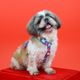 Dashi Betty You Back Harness - regulowane szelki guard dla psa, wzór z serii Betty Boop