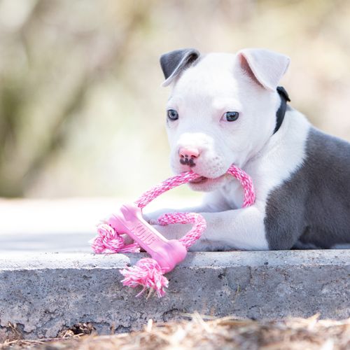Kong puppy goodie bone with rope new arrivals