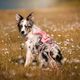 Max&Molly Rope Leash Matrix 2.0 200cm Rose - przepinana smycz linowa dla psa, różowa