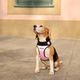 Dashi Stripes Pink & Black Neo Mesh Harness - bezuciskowe, dwustronne szelki dla psa, z neoprenu, paski