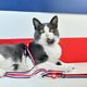Dashi Stripes Red & Blue Cat Harness + Leash - szelki i smycz dla kota, zestaw, czerwono-niebieskie paski