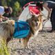 Kurgo Baxter Backpack 3,75L Blue - sakwy dla średniego i dużego psa, niebieskie