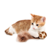 KONG Cat Active Wild Tails - lekka piłka dla kota, z długim ogonem z piór, grzechocząca