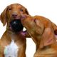 KONG Ball Extreme - gumowa, twarda, wytrzymała piłka dla psa, z otworem do nadziewania