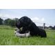 Holland Tiny Country Dog Lucky - pluszowy jamnik dla psa