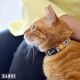 Dashi Snooze Cat Collar - obroża dla kota, wzór panda