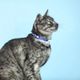 Dashi Zillij Cat Collar - obroża dla kota, wzór mozaika