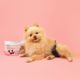 Dashi Dog Diapers 12szt. - pieluchy dla psa, psie pampersy, czarne