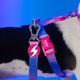 Dashi Lumix Haze Leash 120cm - miejska smycz taśmowa dla psa, różowo-fioletowa