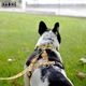 Dashi Snooze Back Harness - regulowane szelki guard dla psa, wzór panda