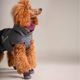 Hurtta Weekend Warrior Boots Eggplant 2szt. - ochronne buty dla psa, wodoodporne