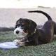 KONG Puppy Flyer S - frisbee dla szczeniaka, gumowy dysk do rzucania