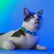Dashi Lumix Borealis Cat Collar - obroża dla kota, niebiesko-zielona