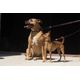 Kiwi Walker Dog Leash Orange 150cm - wytrzymała smycz dla psa, odblaskowa