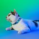 Dashi Lumix Borealis Cat Collar - obroża dla kota, niebiesko-zielona