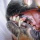 Show Tech Toothscaler Double - skaler do usuwania kamienia nazębnego u psów, dwustronny