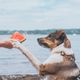 Max&Molly Reversible Bandana Watermelon - apaszka dla psa, dwustronna