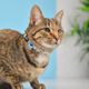 Dashi Nebula Cat Collar - obroża dla kota, wzór niebiesko-żółta abstrakcja