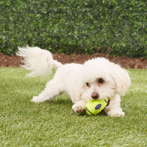 Kong airdog deals squeaker football