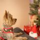 Dashi Xmas Plush Gnome 15cm - świąteczna zabawka dla psa, pluszowy skrzat z piszczałką