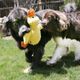 KONG Jumbo Comfort Duck XL 42cm - pluszowa kaczka dla psa, z 2 piszczałkami