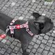 Dashi Tribes Back Harness - regulowane szelki guard dla psa, wzór z walecznymi stworkami