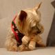 Dashi Xmas Plush Ginger 17cm - świąteczna zabawka dla psa, pluszowy piernikowy ludzik z piszczałką
