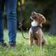 Max&Molly Rope Leash Matrix 2.0 200cm Stone - przepinana smycz linowa dla psa, szara