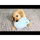 KONG Comfort HedgeHug Puppy Blue - pluszowa zabawka dla szczeniaka, niebieski jeż z piszczałką