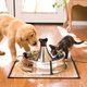 PetSafe Drinkwell 360 Stainless Steel Pet Fountain 3,8L - duża fontanna dla kota i psa, ze stali nierdzewnej, 5 strumieni